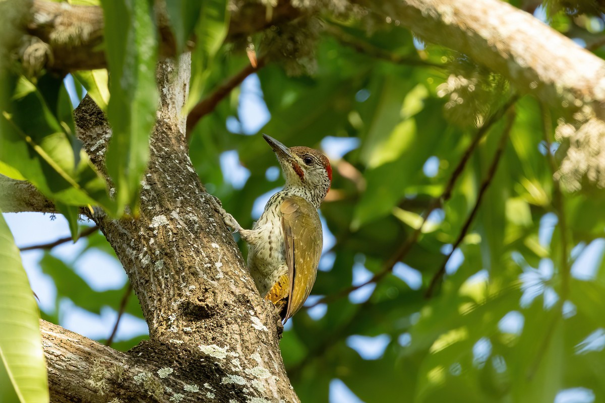 Mombasa Woodpecker - ML561626421