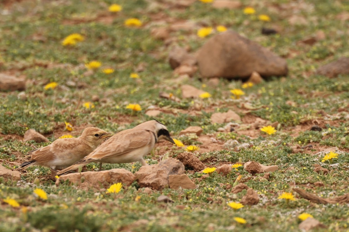 Temminck's Lark - ML561626491