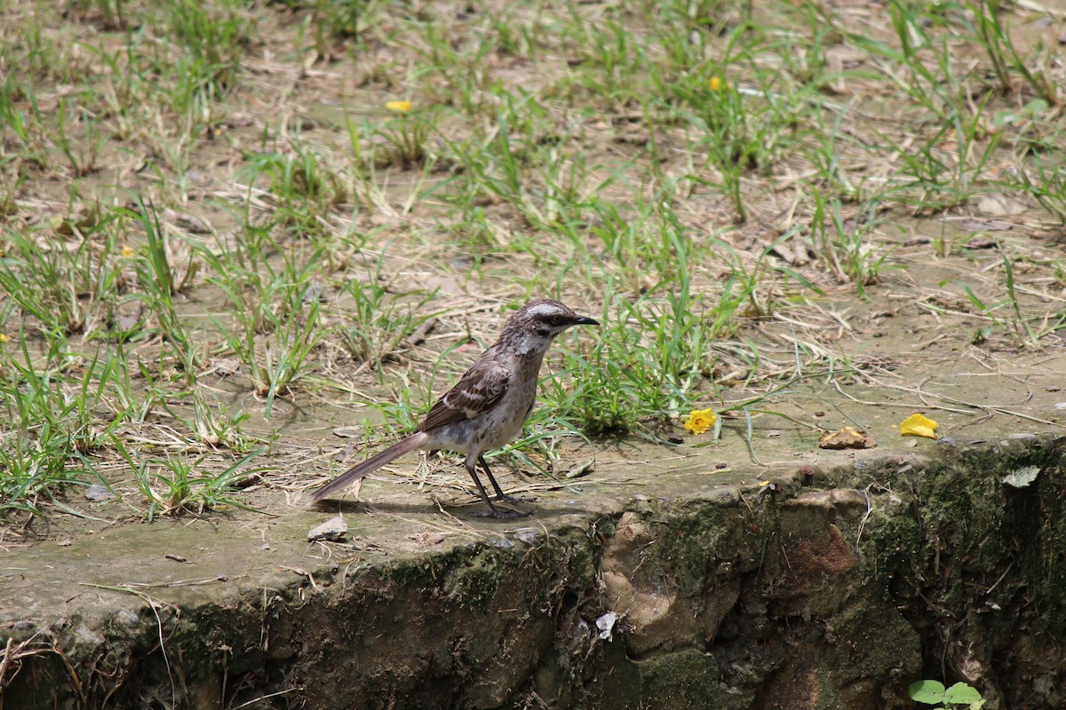Long-tailed Mockingbird - ML56162691