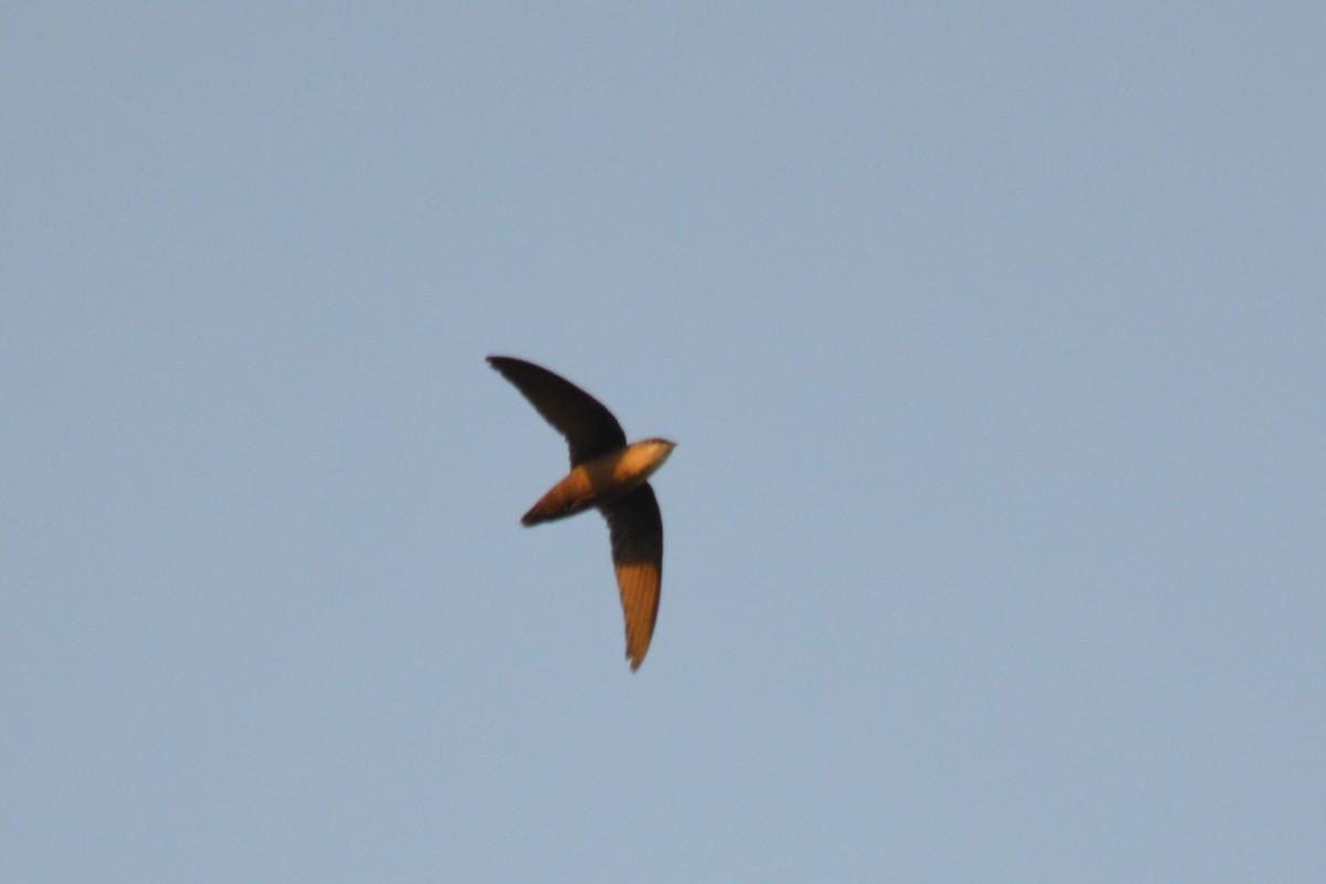 Vaux's Swift - Carlos Mancera (Tuxtla Birding Club)