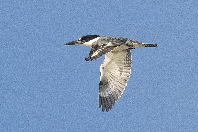 Belted Kingfisher - ML561629561