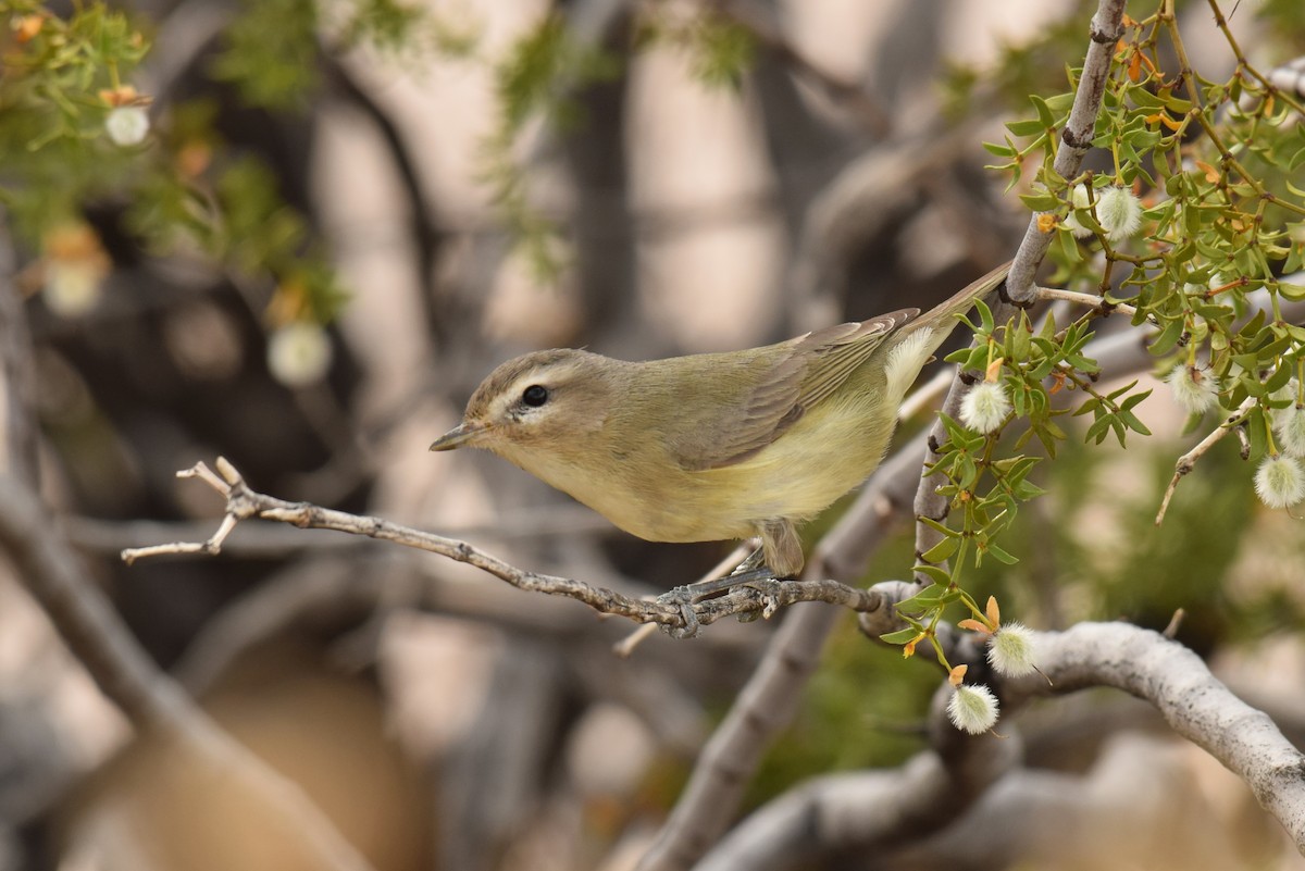 Warbling Vireo - Ryan O'Donnell