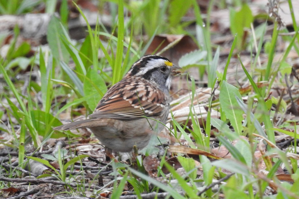 White-throated Sparrow - Sean MInnick