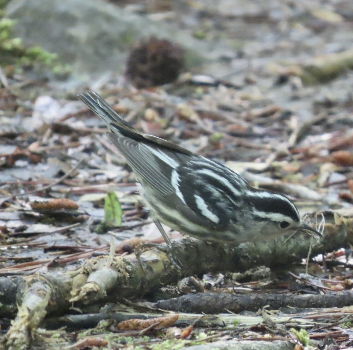 Black-and-white Warbler - ML561630221