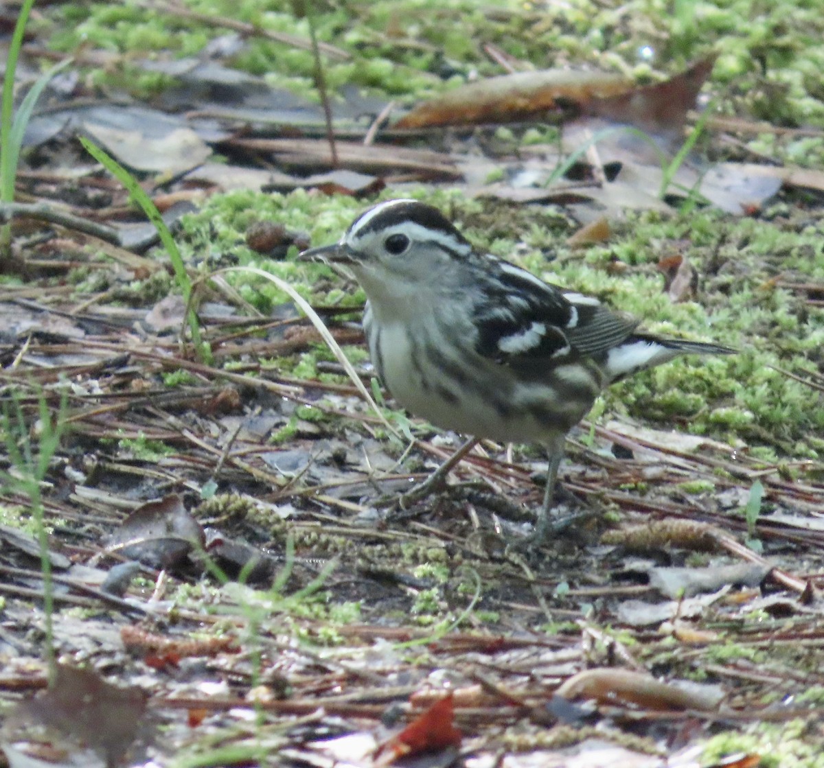Black-and-white Warbler - ML561630231