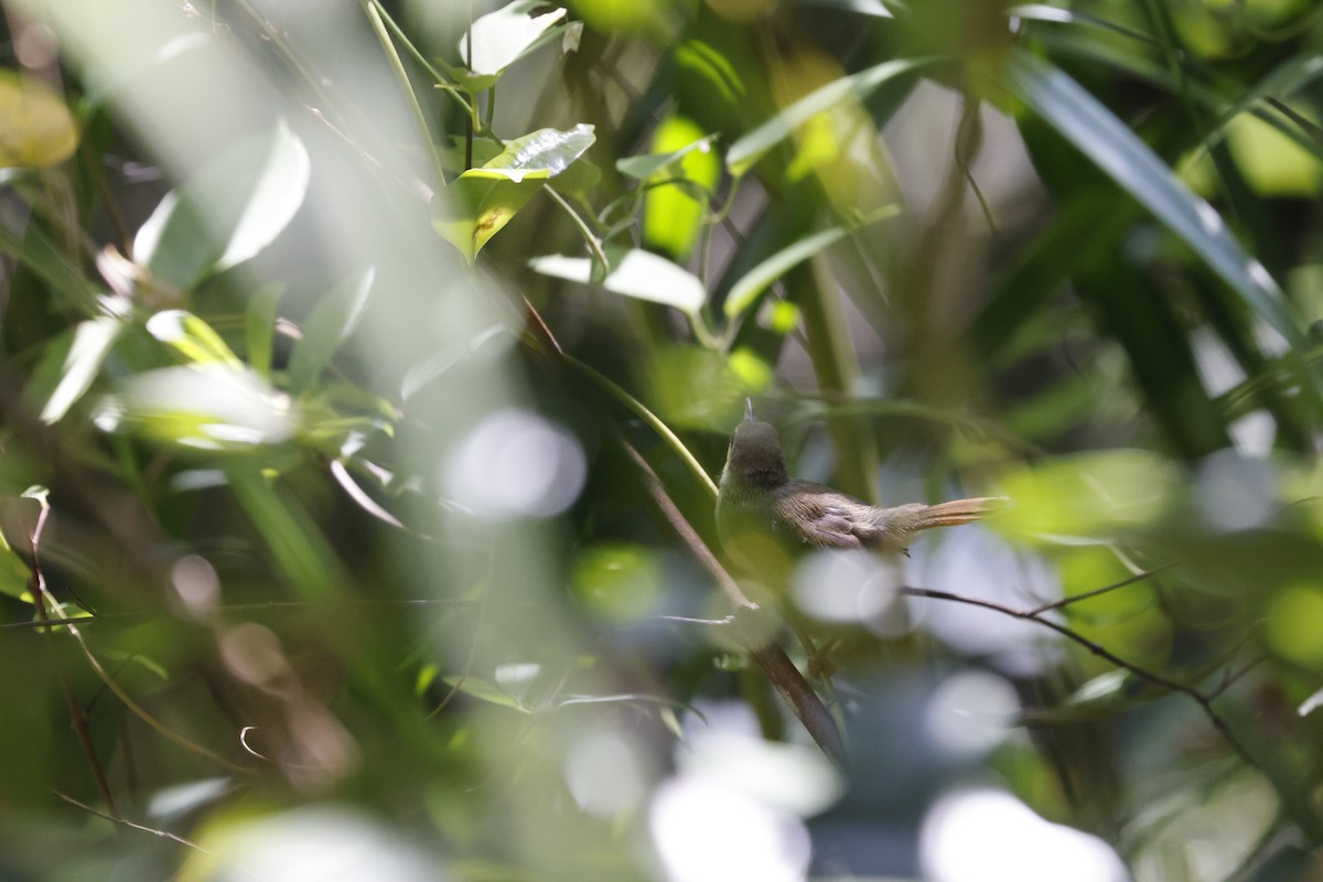 Rufous-tailed Tailorbird - ML561633301