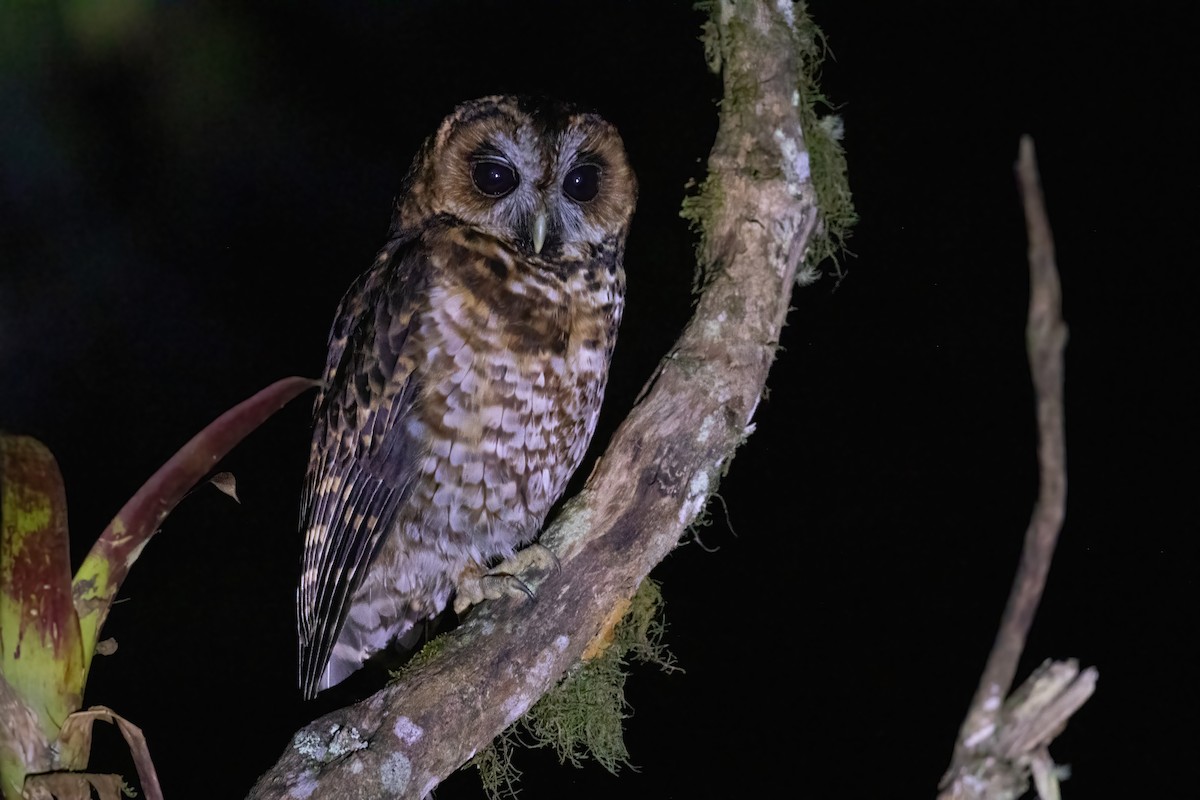 Rufous-banded Owl - ML561633661