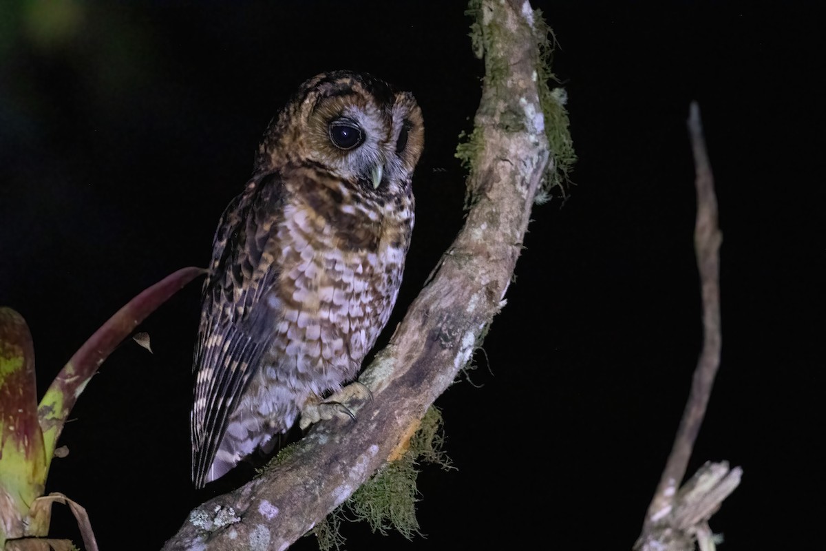 Rufous-banded Owl - Andre Moncrieff