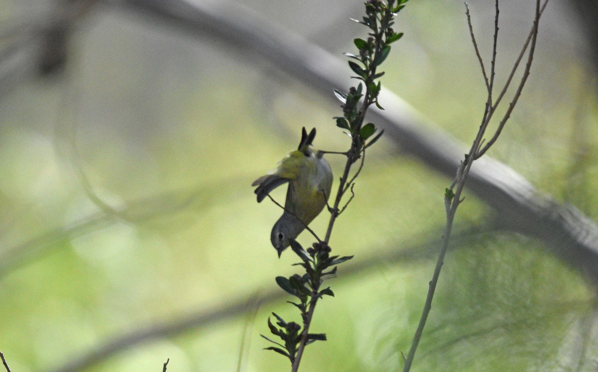 Orange-crowned Warbler - ML561635441