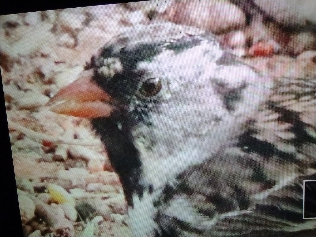 Harris's Sparrow - Deb Whitecotton