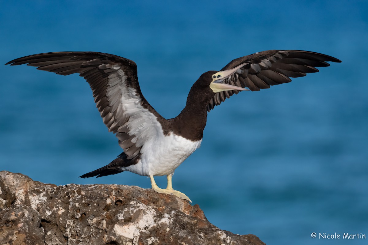 Brown Booby - ML561636561