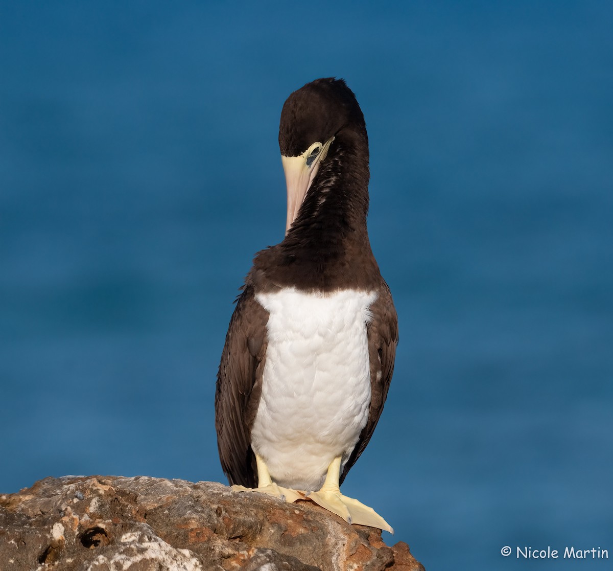 Brown Booby - ML561636571