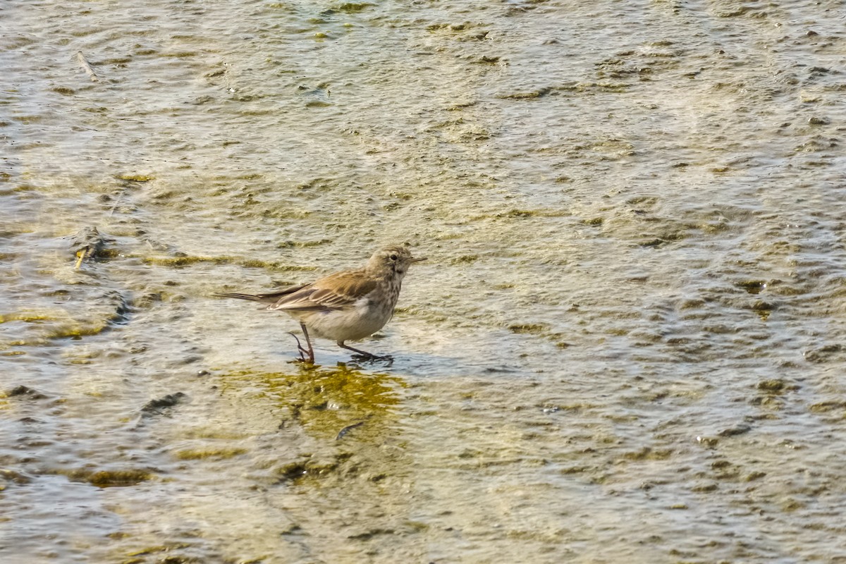 Water Pipit - ML561639101