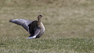 Pink-footed Goose, ML561639491
