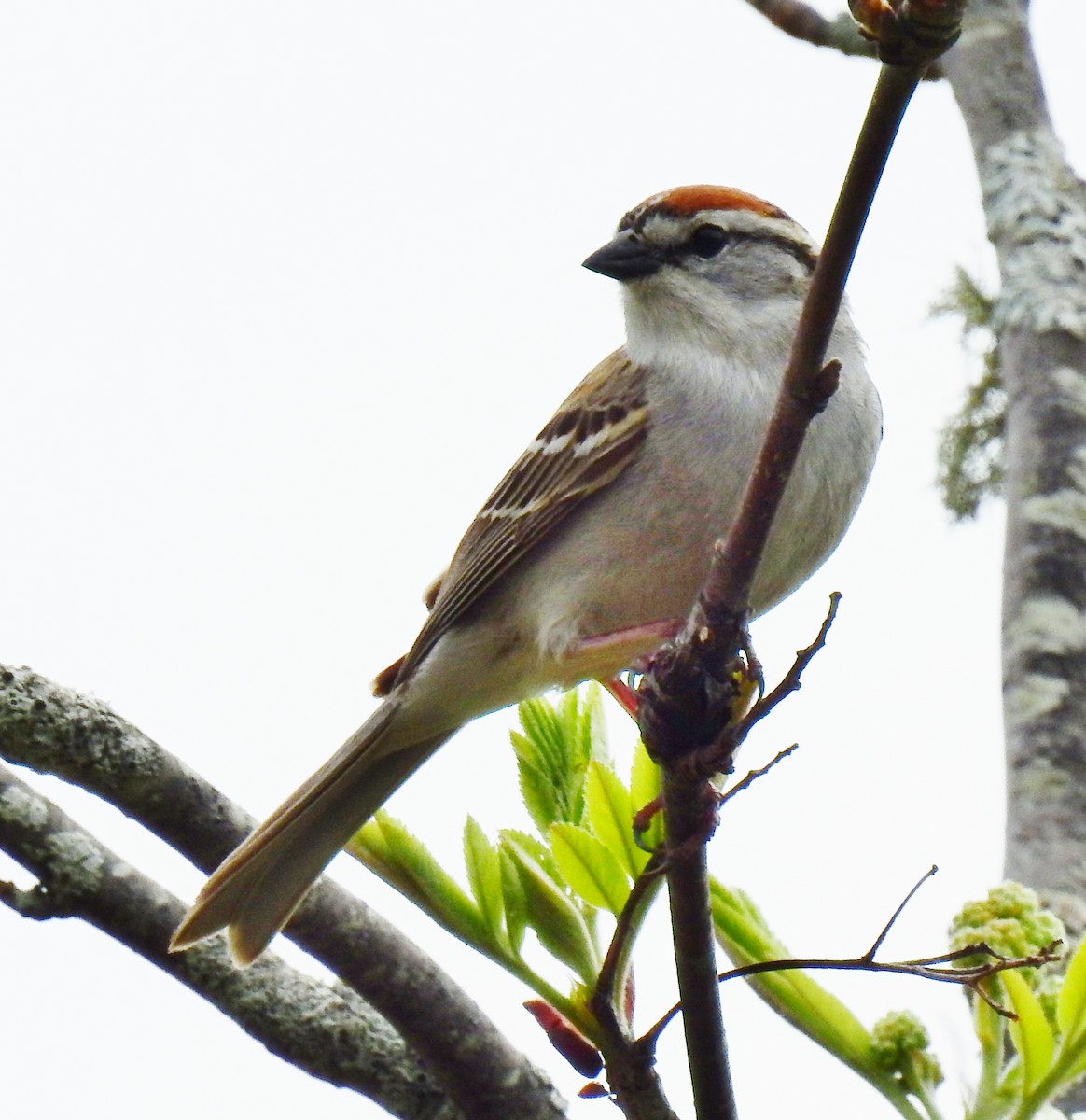 Chipping Sparrow - ML56164201