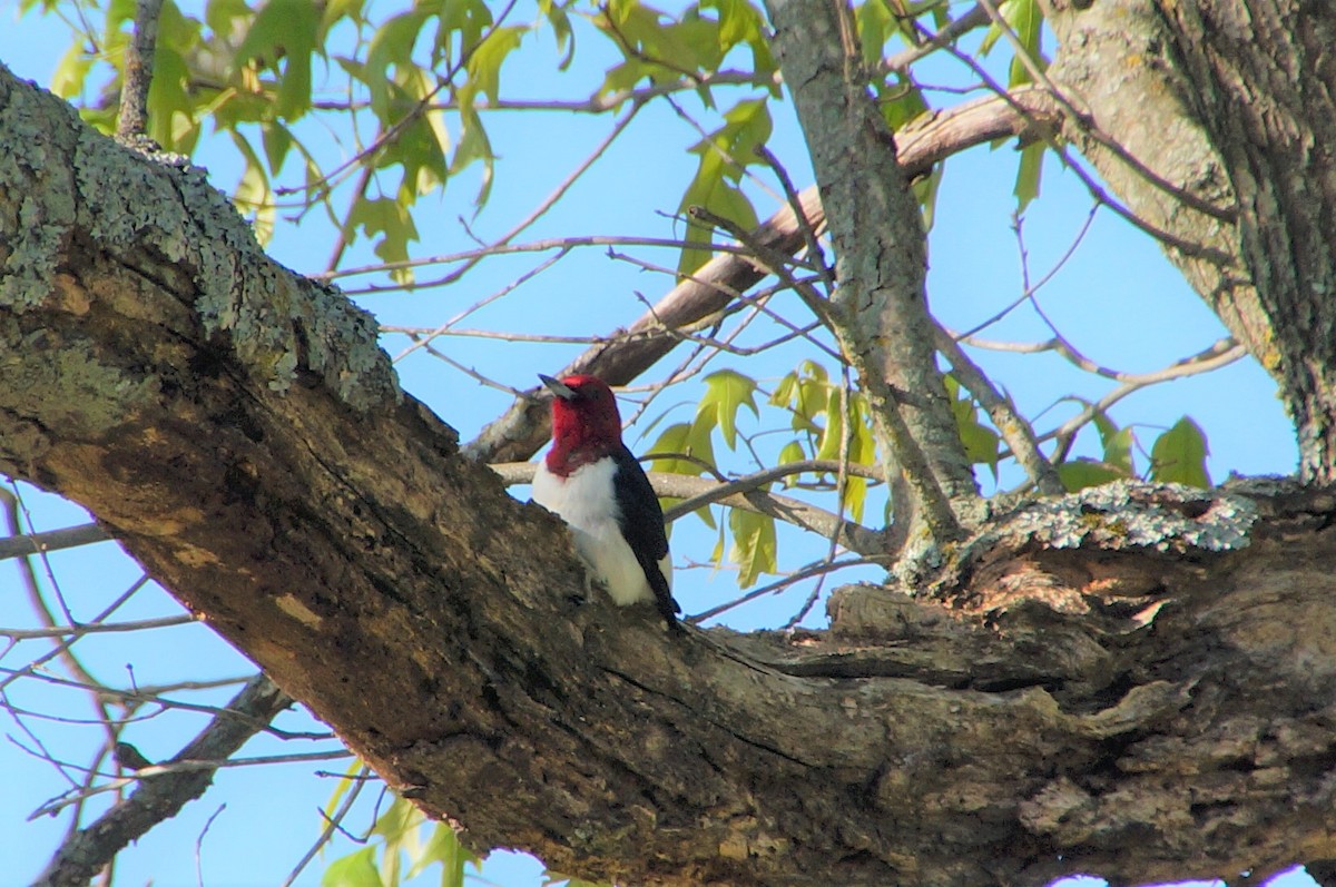 Red-headed Woodpecker - ML561642211