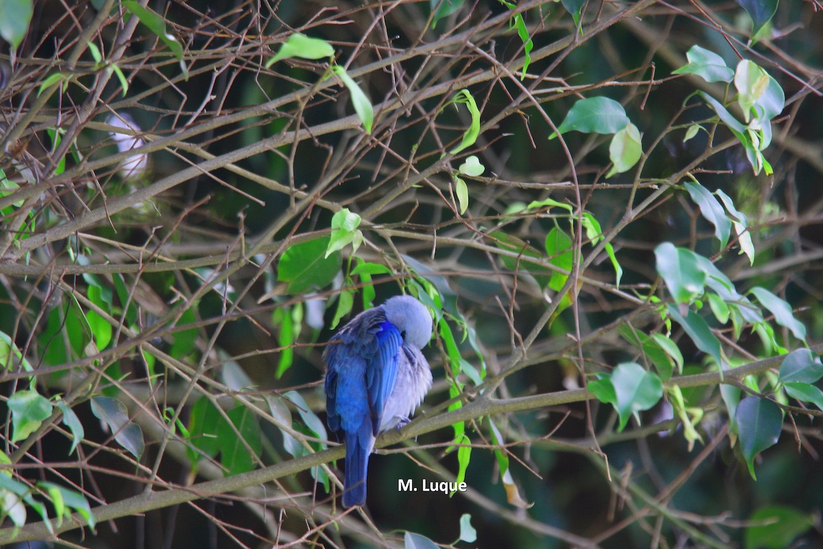Blue-gray Tanager - ML56164301