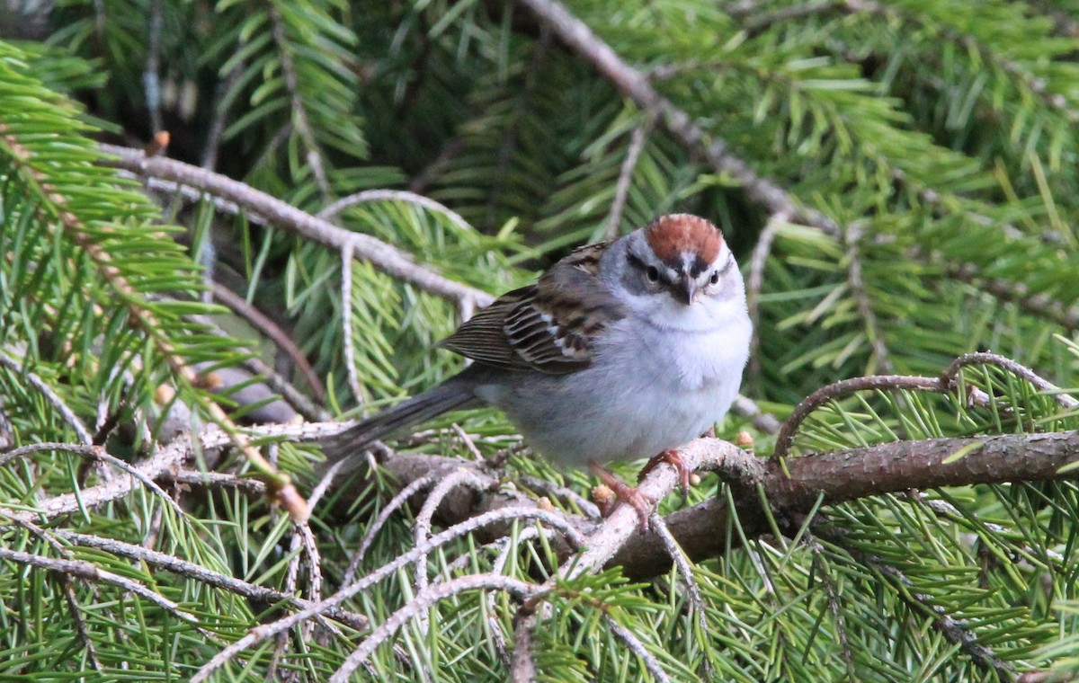 Chipping Sparrow - ML561645881