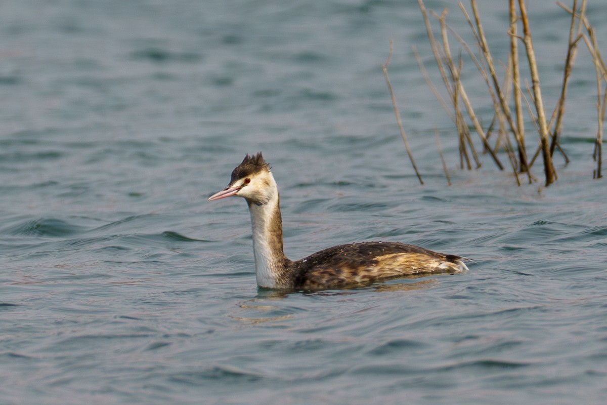 Great Crested Grebe - ML561646161