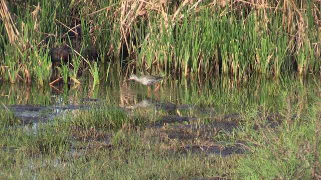Spotted Redshank - ML561652061