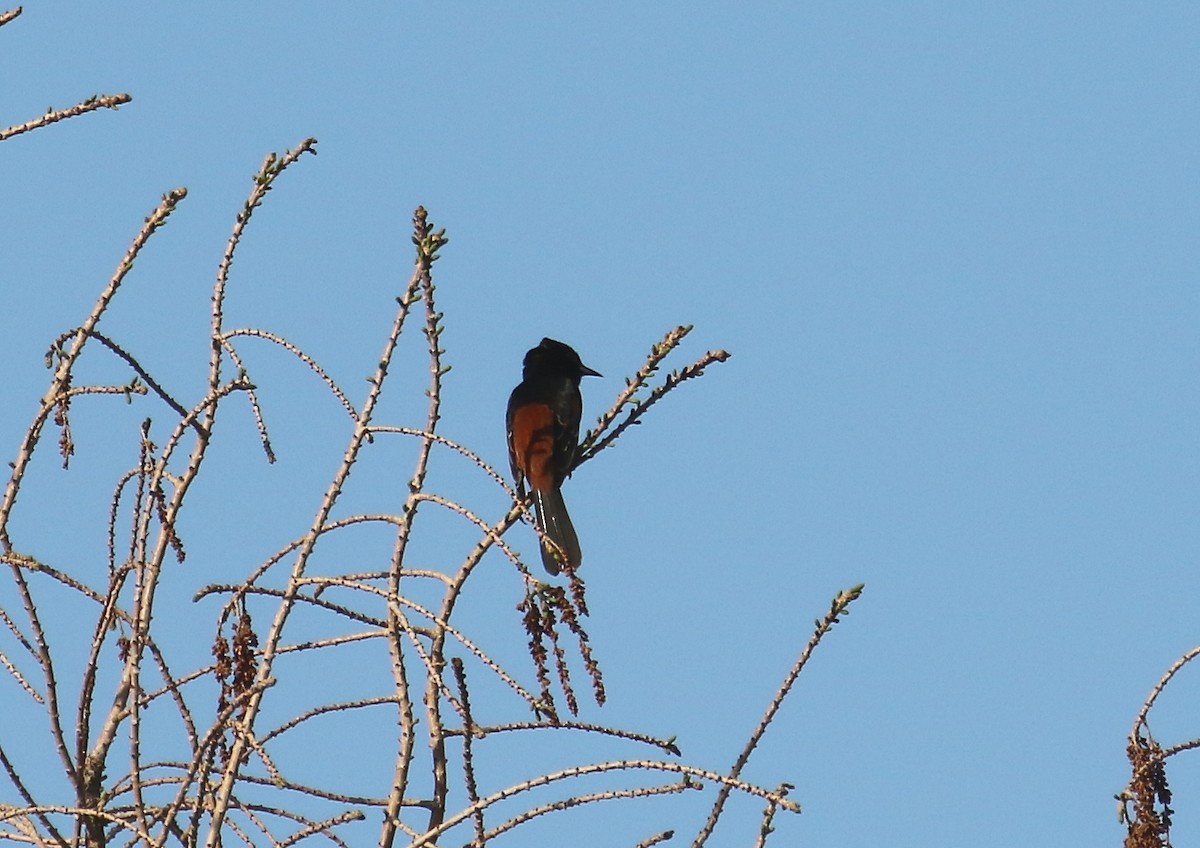 Orchard Oriole - ML56165411