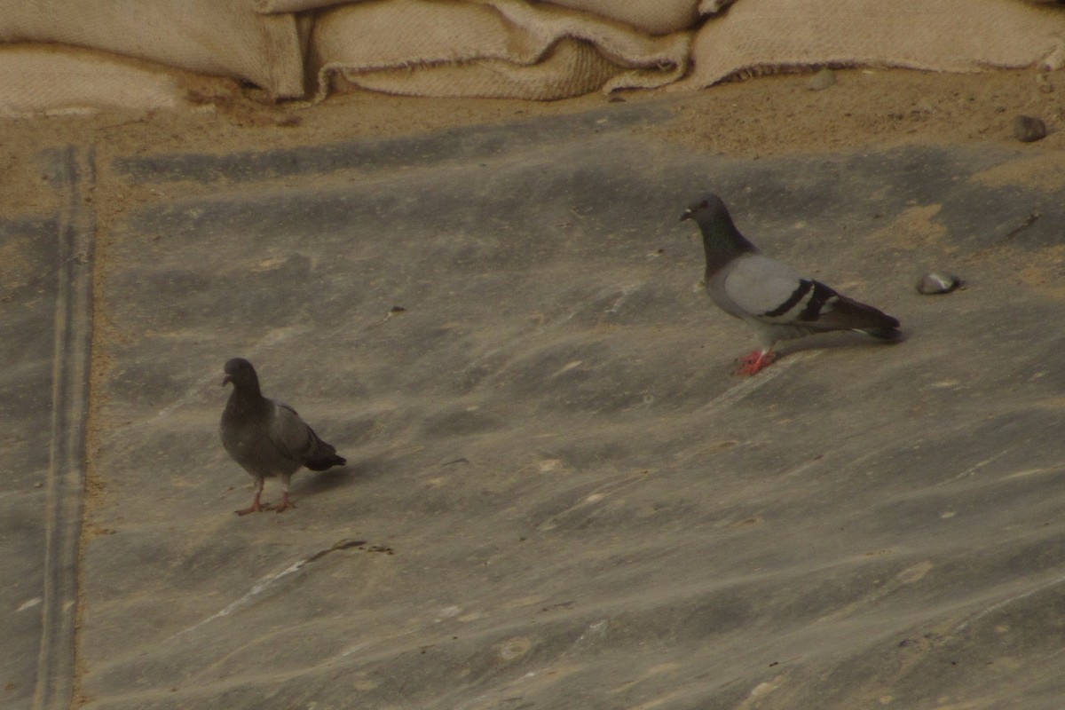 Rock Pigeon (Feral Pigeon) - ML56165491