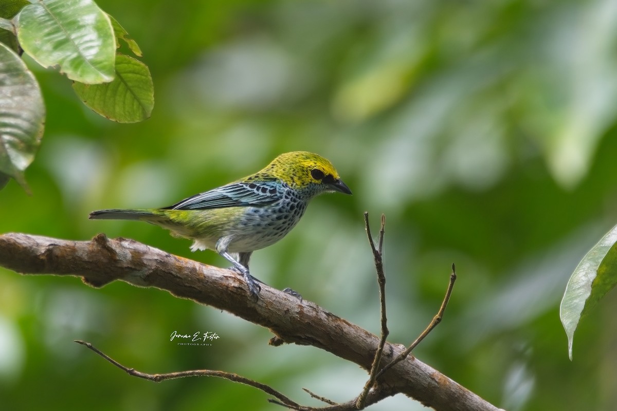 Speckled Tanager - ML561655041
