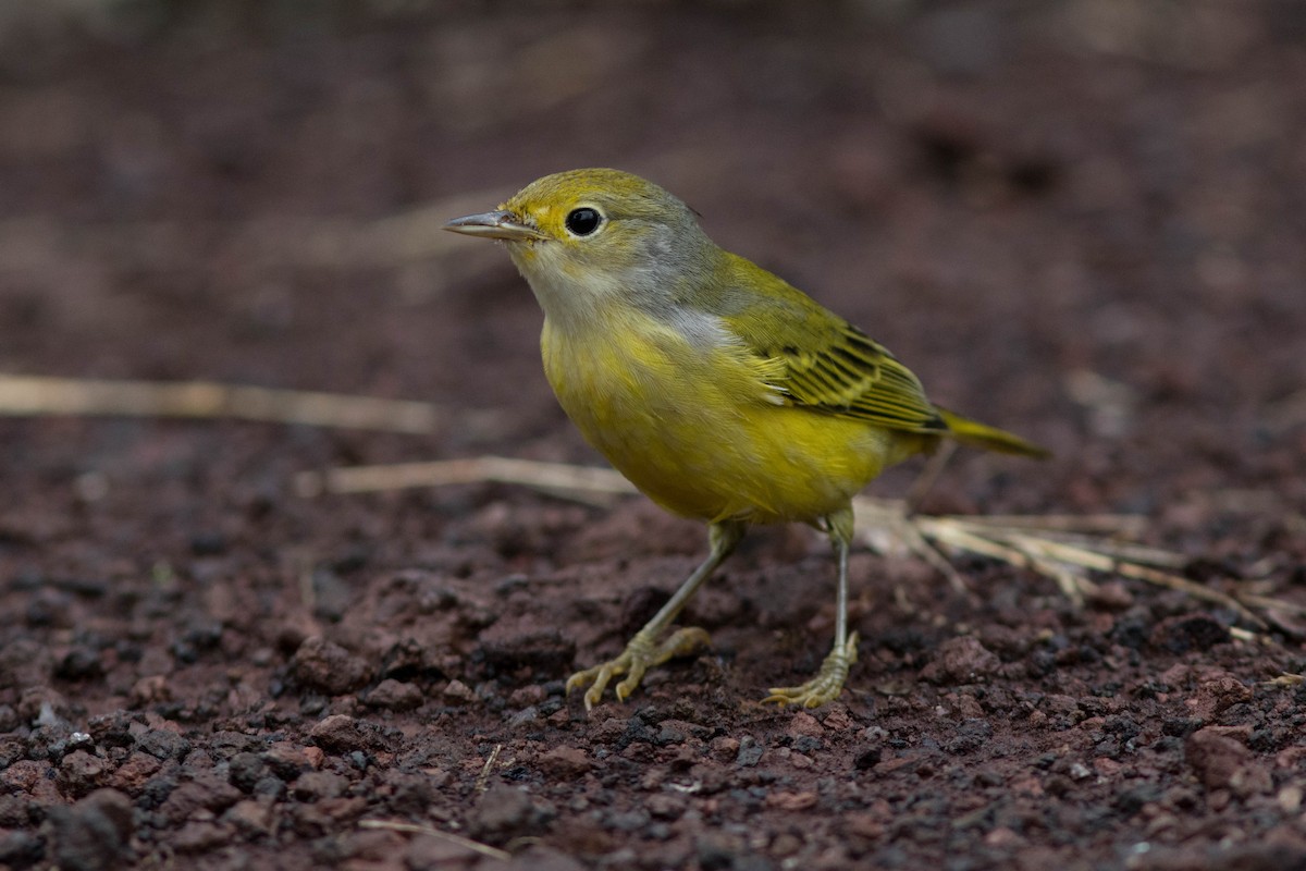 Yellow Warbler (Galapagos) - ML561656581