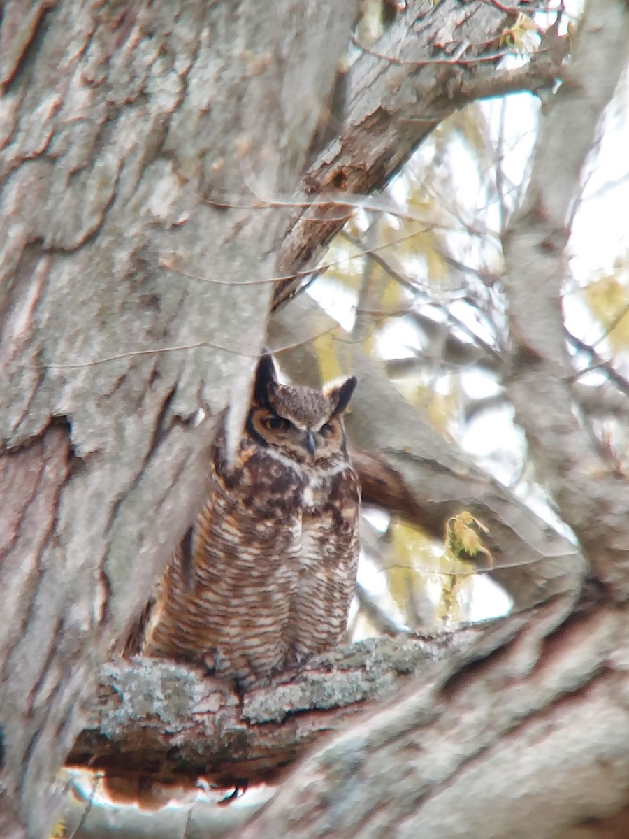 Great Horned Owl - ML561660661