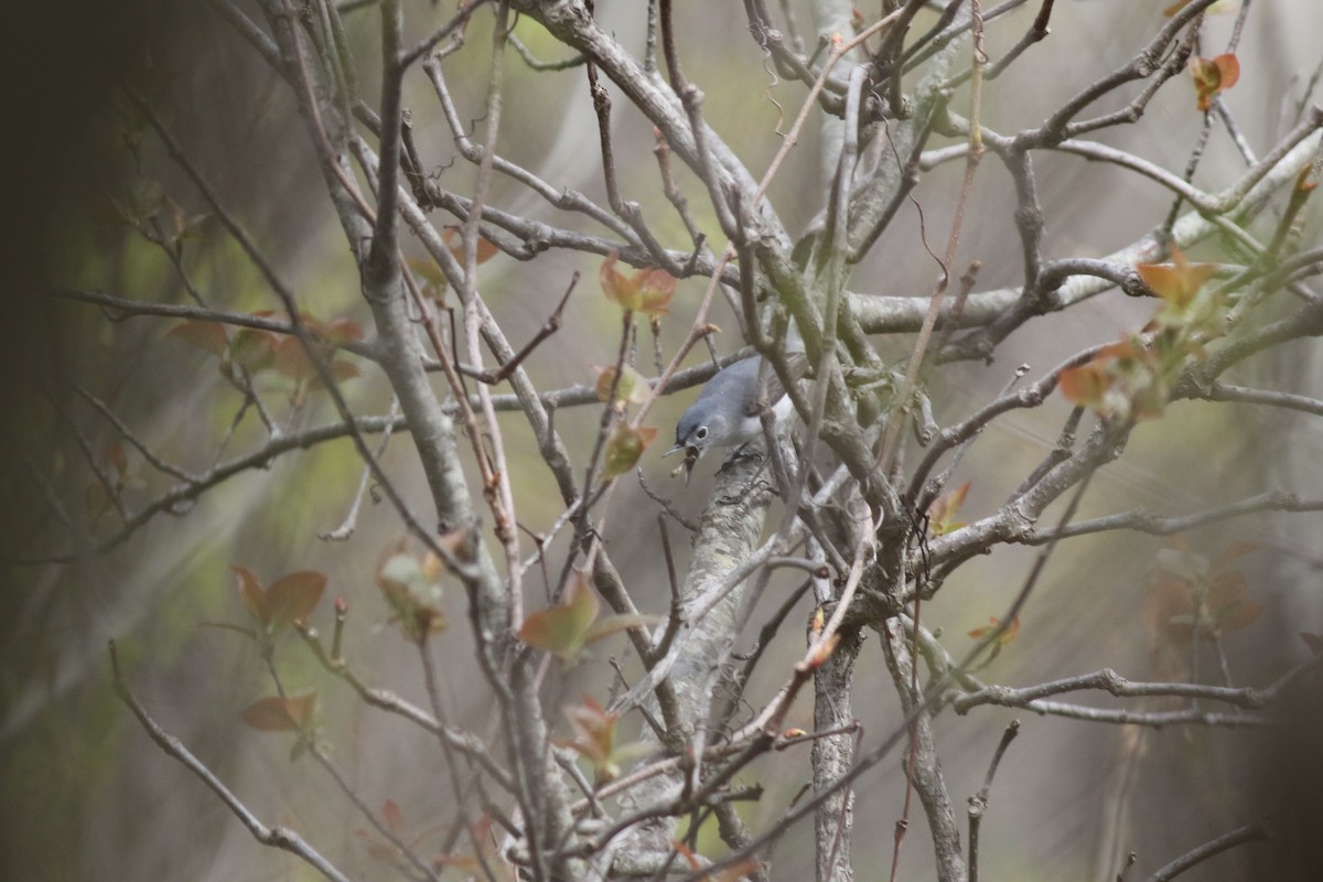 Blue-gray Gnatcatcher (caerulea) - ML56166401
