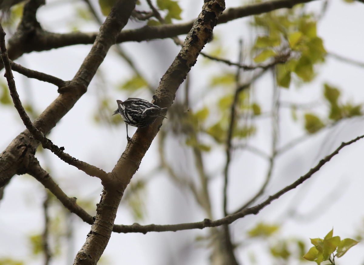 Black-and-white Warbler - ML56166441