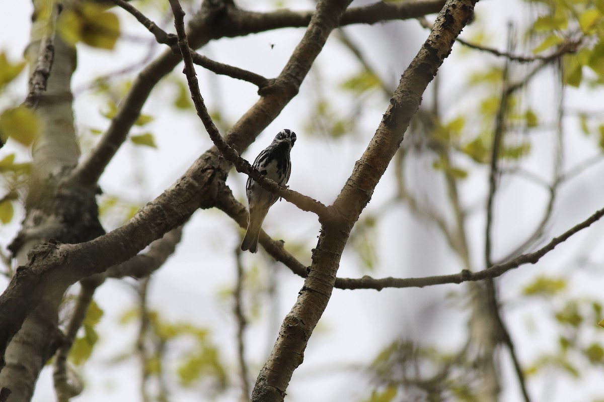 Black-and-white Warbler - ML56166451