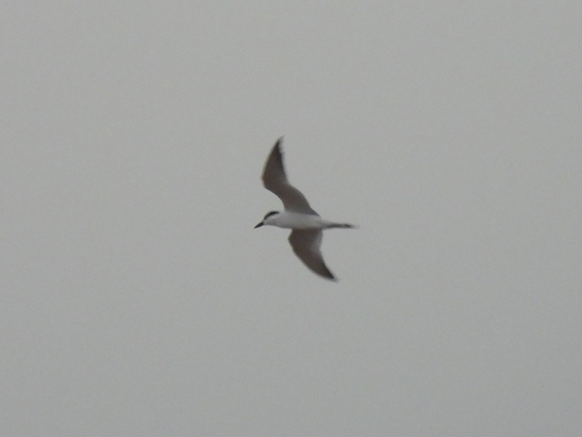 Gull-billed Tern - Jenny Young