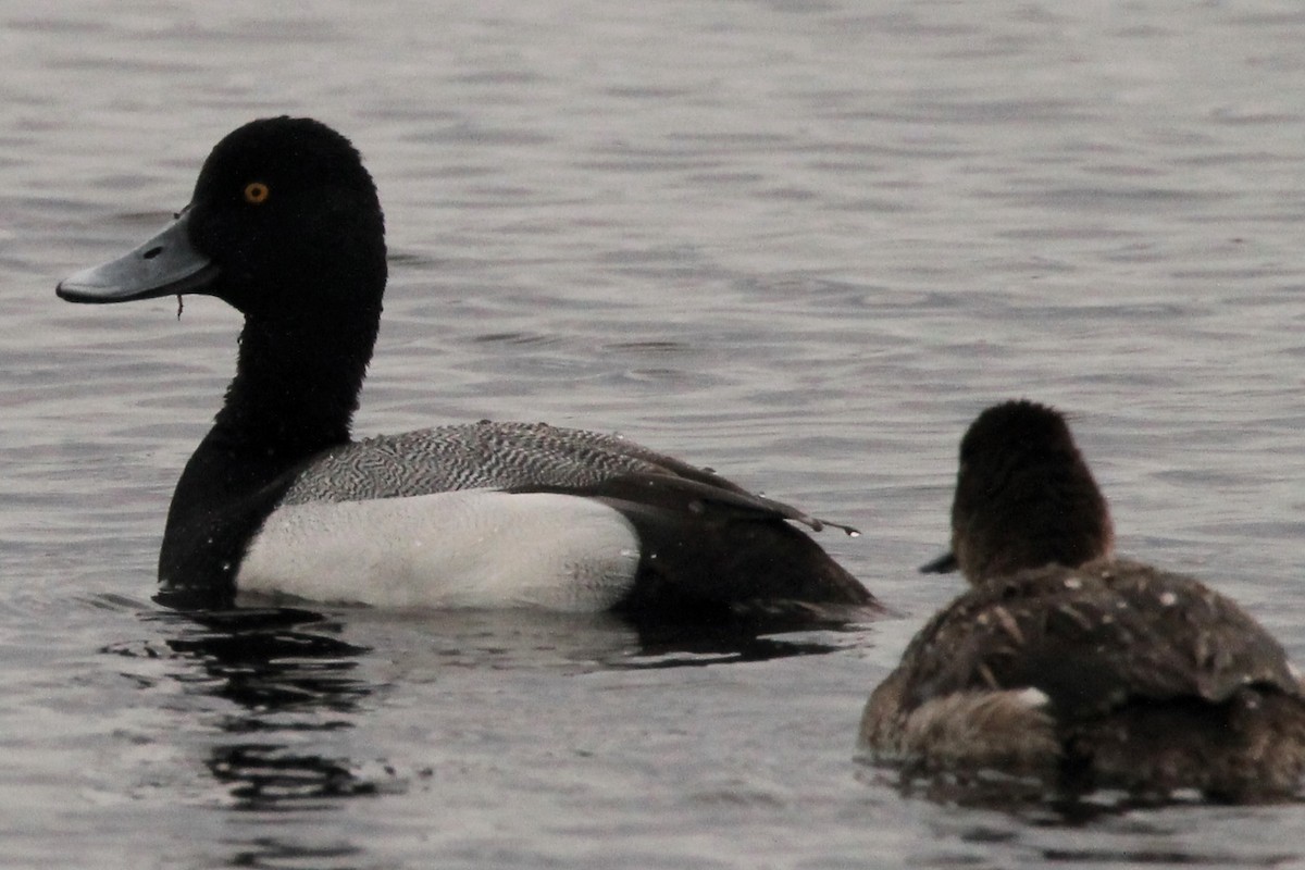 Greater Scaup - ML561670471