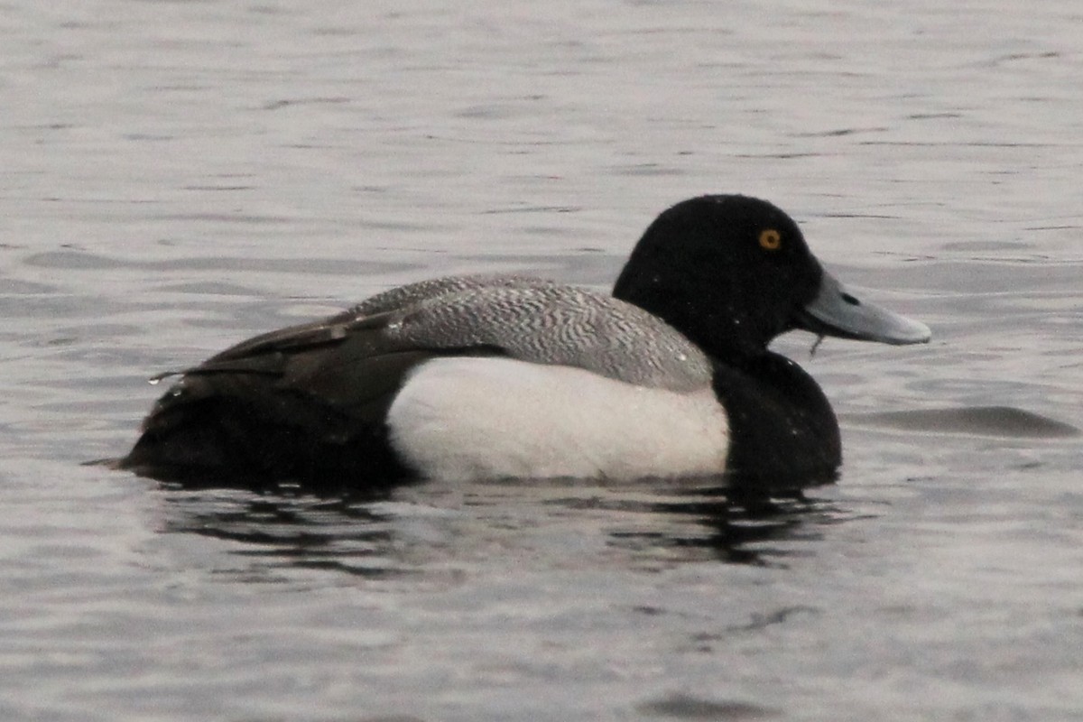 Greater Scaup - ML561670481