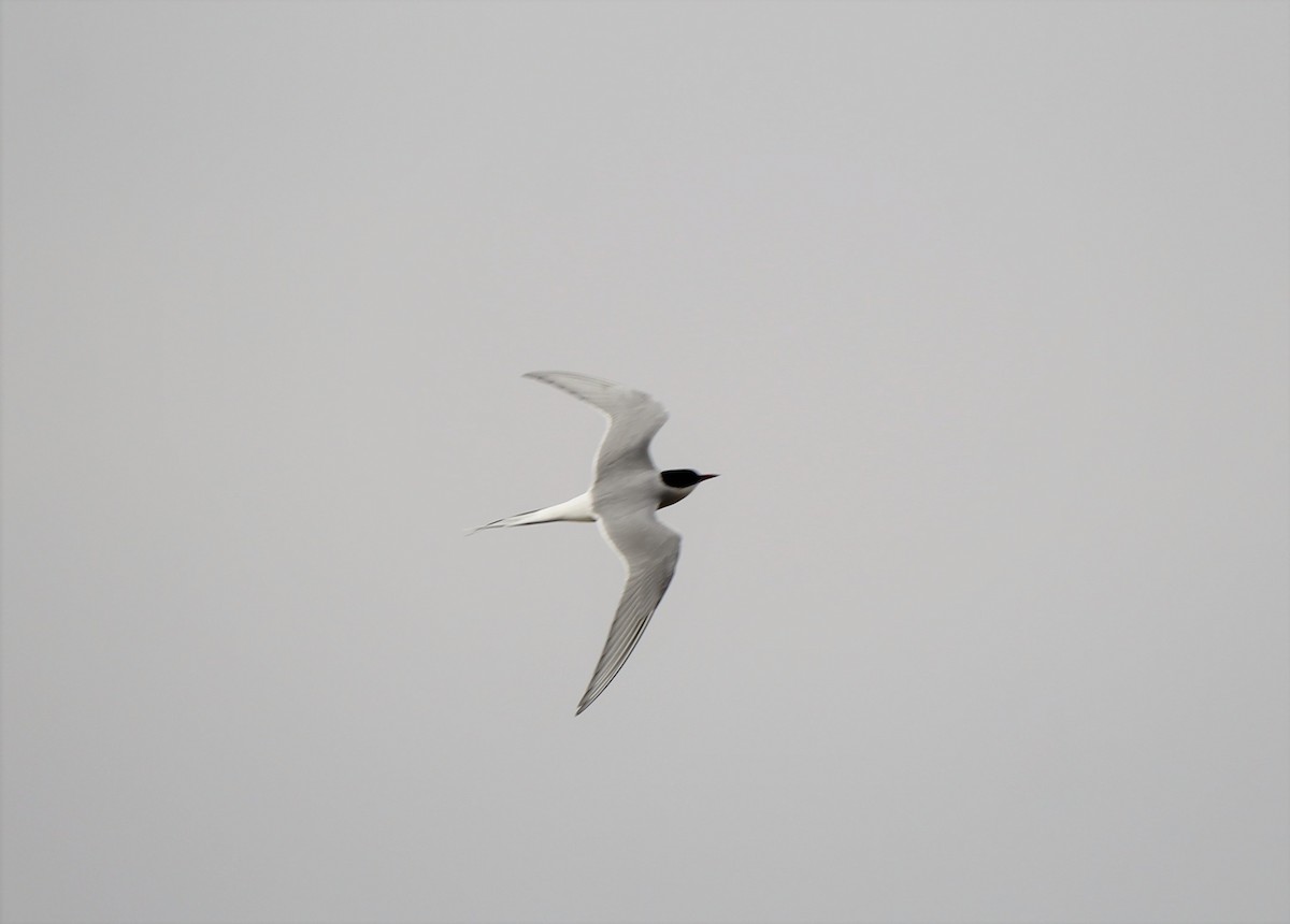 Arctic Tern - ML561670571