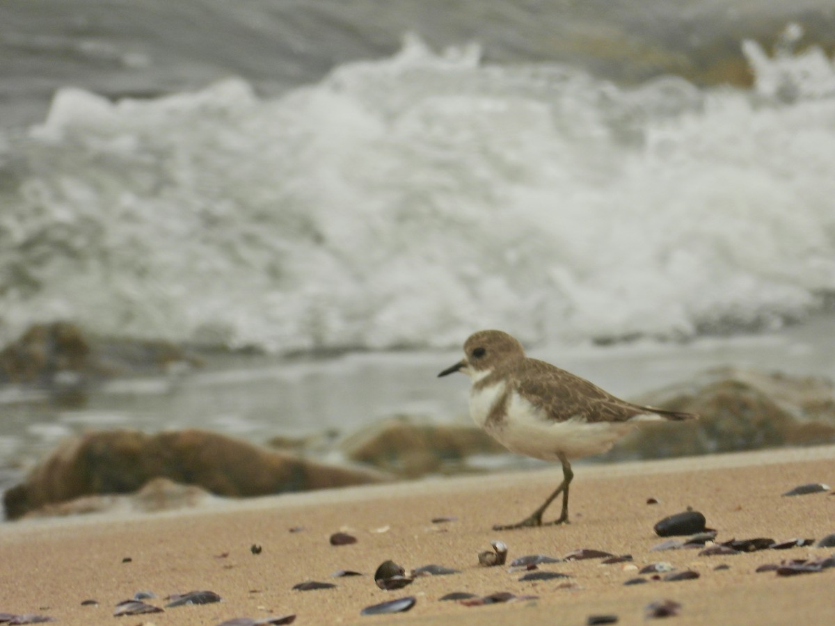 Two-banded Plover - ML561671391