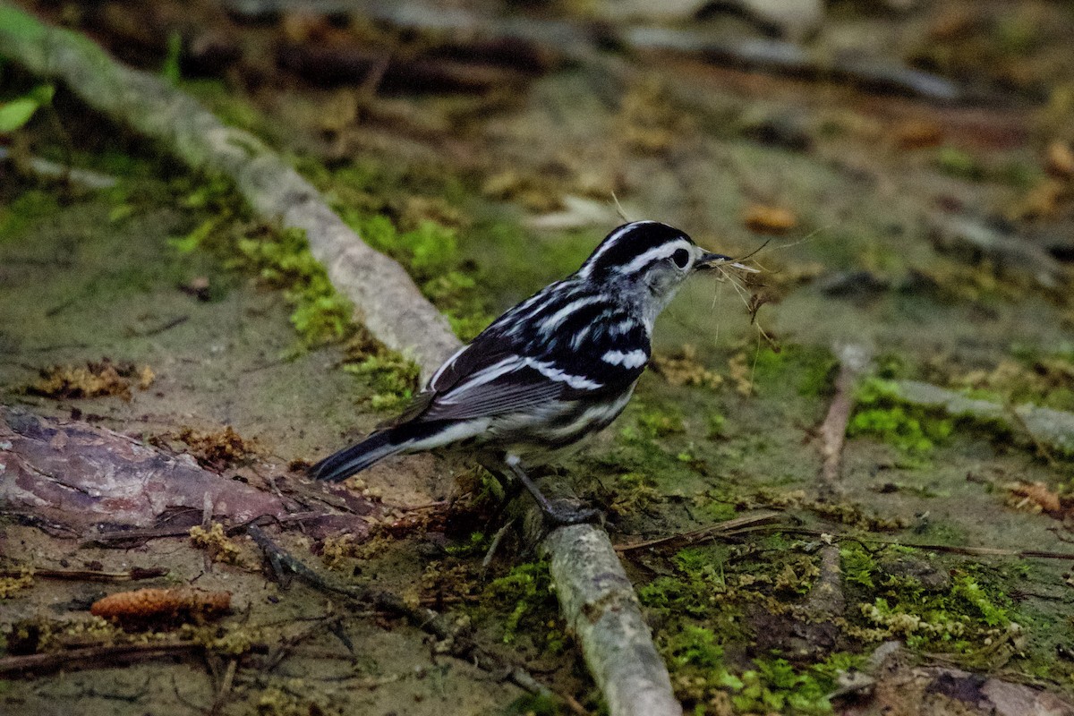 Black-and-white Warbler - ML561673121