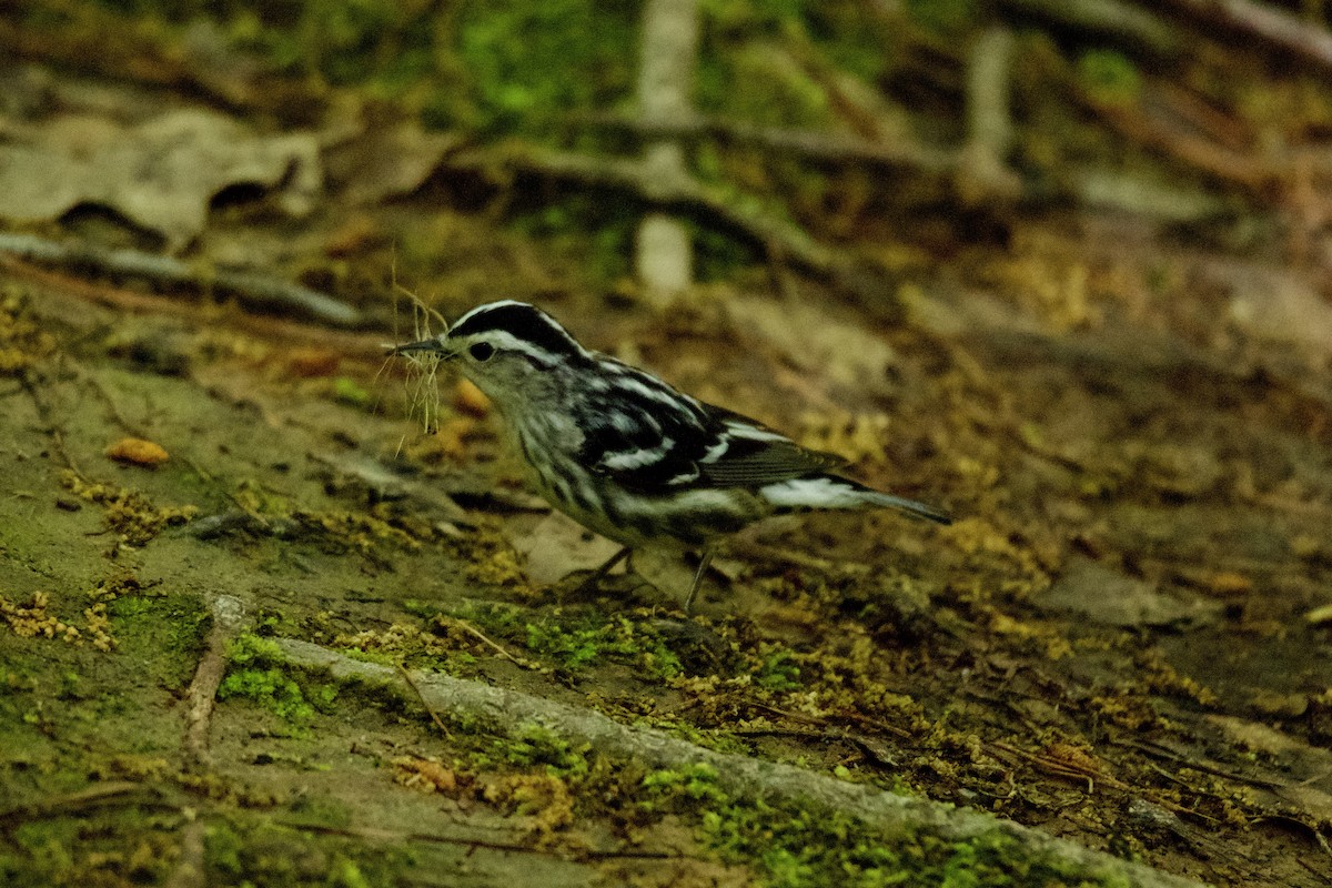 Black-and-white Warbler - ML561673131