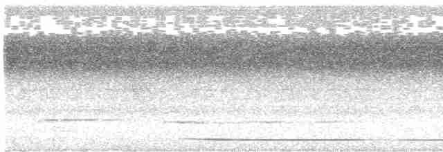 Slaty-breasted Tinamou - ML561674311