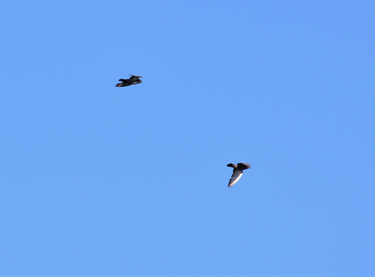 eBird Checklist 23 Apr 2023 Double Hammock Creek 27 species