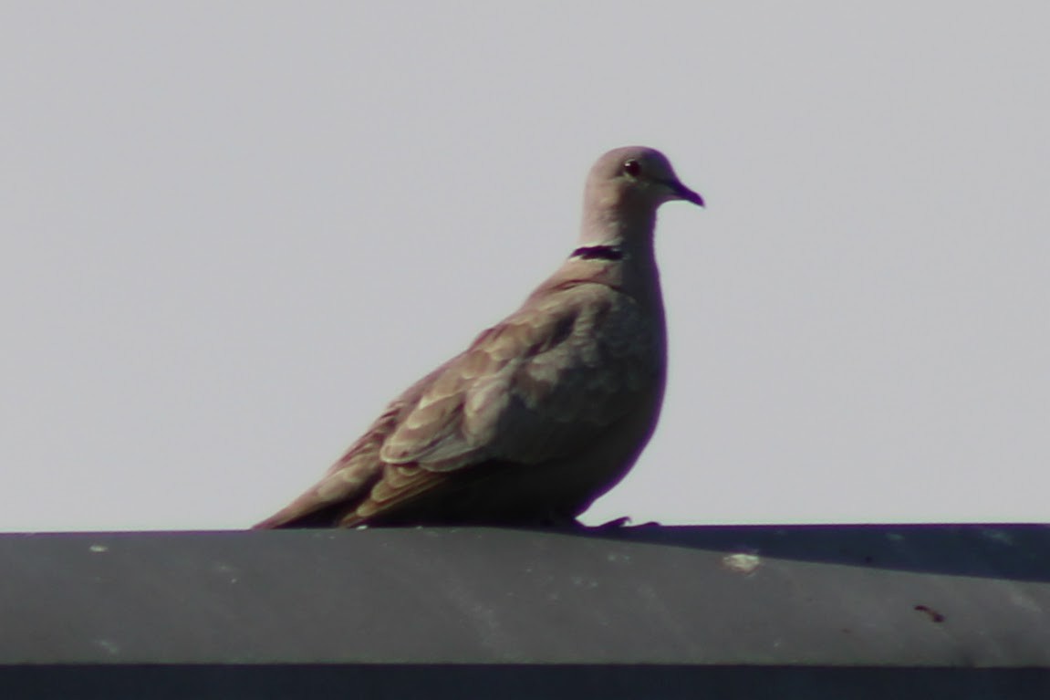 Eurasian Collared-Dove - ML561679061