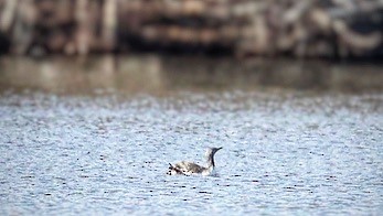 Red-throated Loon - ML561683441