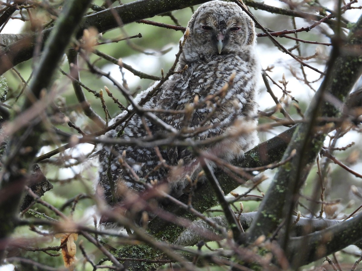 Tawny Owl - ML561684391