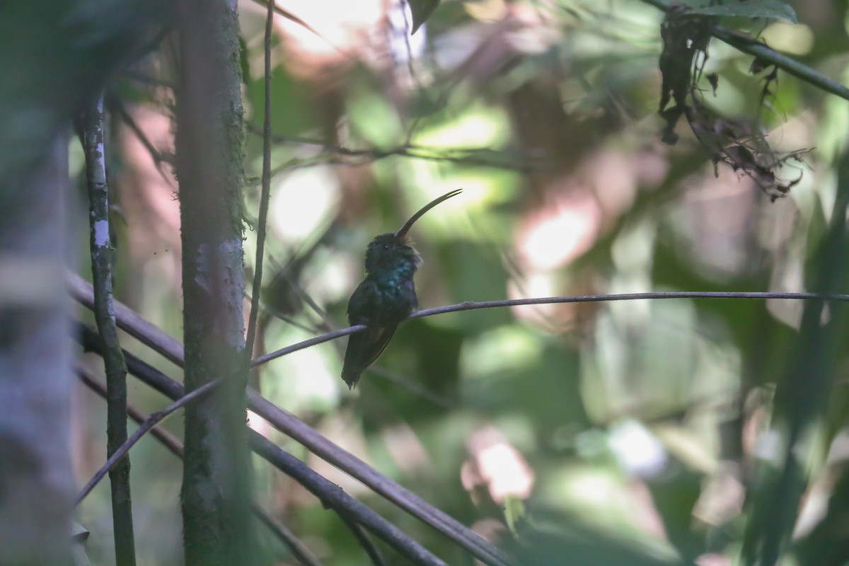 Зелёный колибри-отшельник - ML561684741