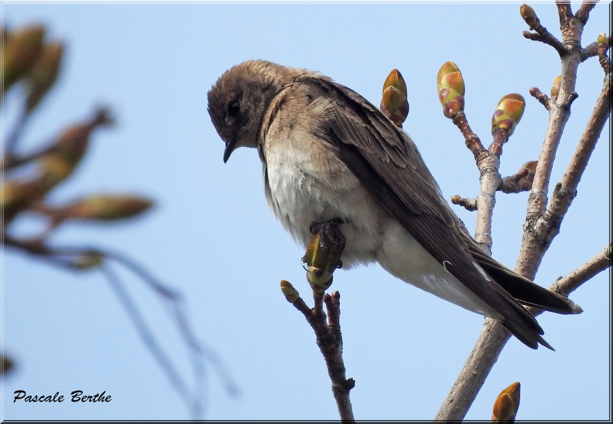 Northern Rough-winged Swallow - ML561684871