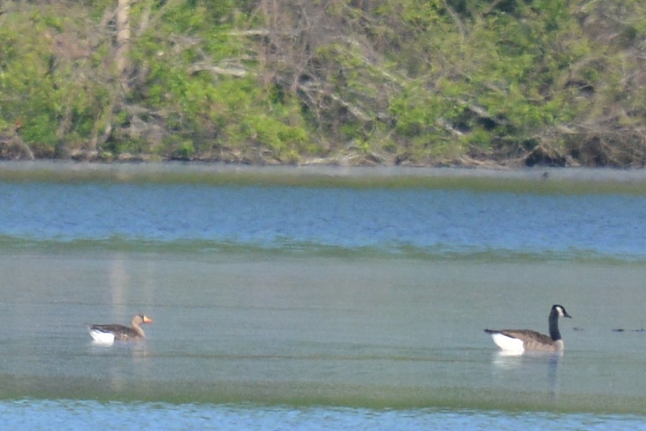 North Carolina Bird Atlas Checklist 23 Apr 2023 Beaver Lake Bird