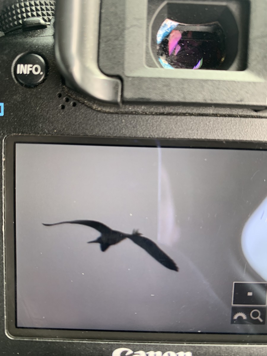 eBird Checklist 23 Apr 2023 Fort Hill, Eastham 43 species