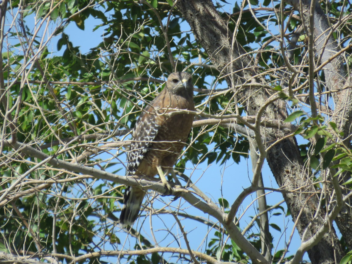 Red-shouldered Hawk - Colin Smith