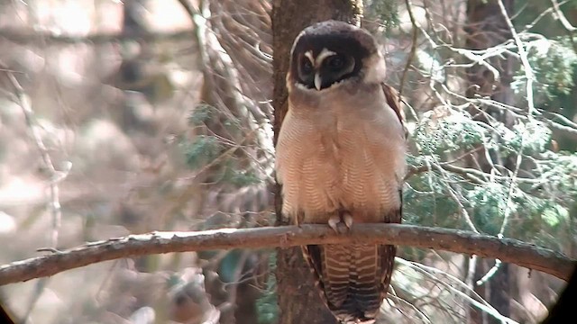 Brown Wood-Owl - ML561692021